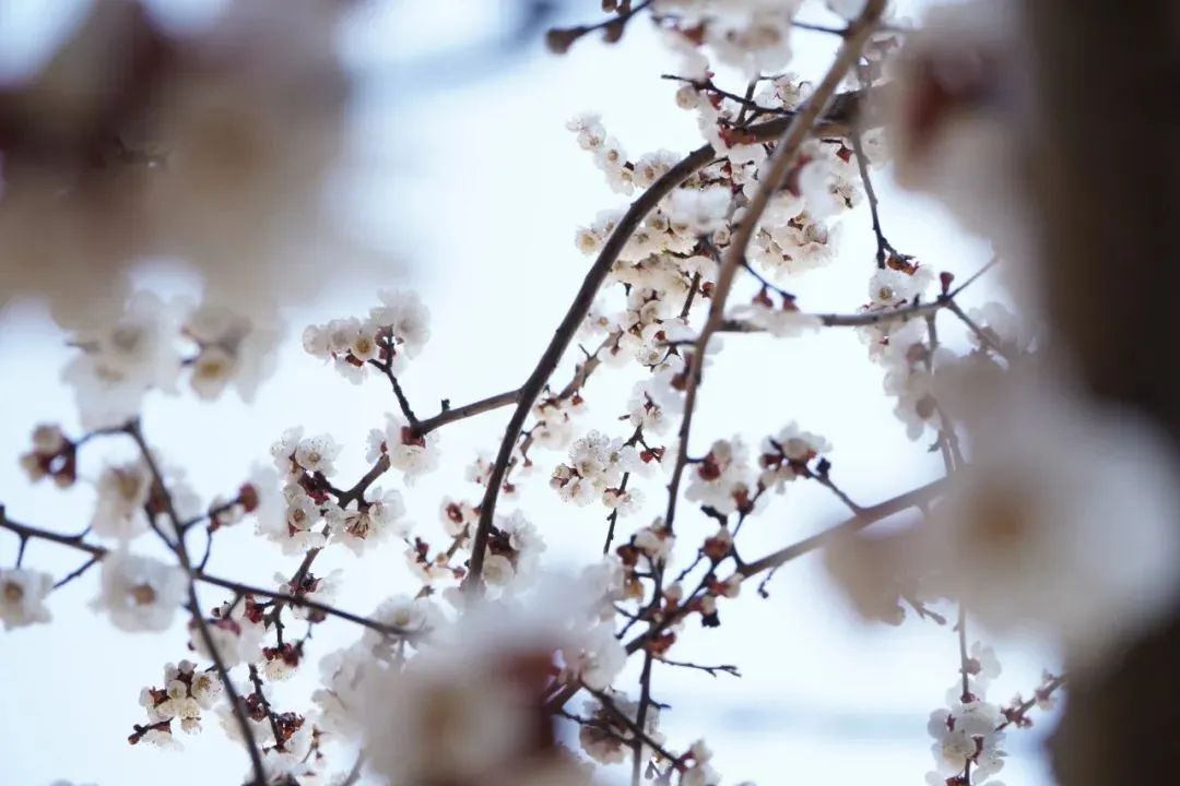 九五至尊VI-老品牌值得信任!